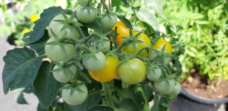 Birdie Jaune Micro-dwarf Yellow tomato seeds - photo 2