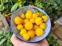 Birdie Jaune Micro-dwarf Yellow tomato seeds - photo 3