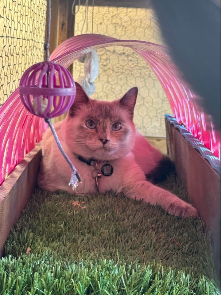 Custom Built Catio 🐈‍⬛ - photo 3