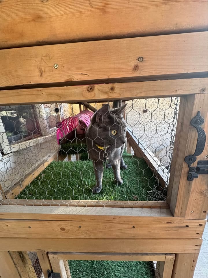 Custom Built Catio 🐈‍⬛ - photo 4