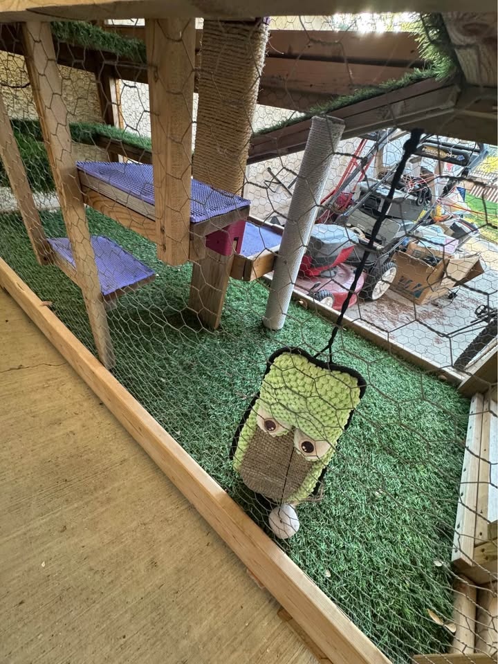 Custom Built Catio 🐈‍⬛ - photo 5