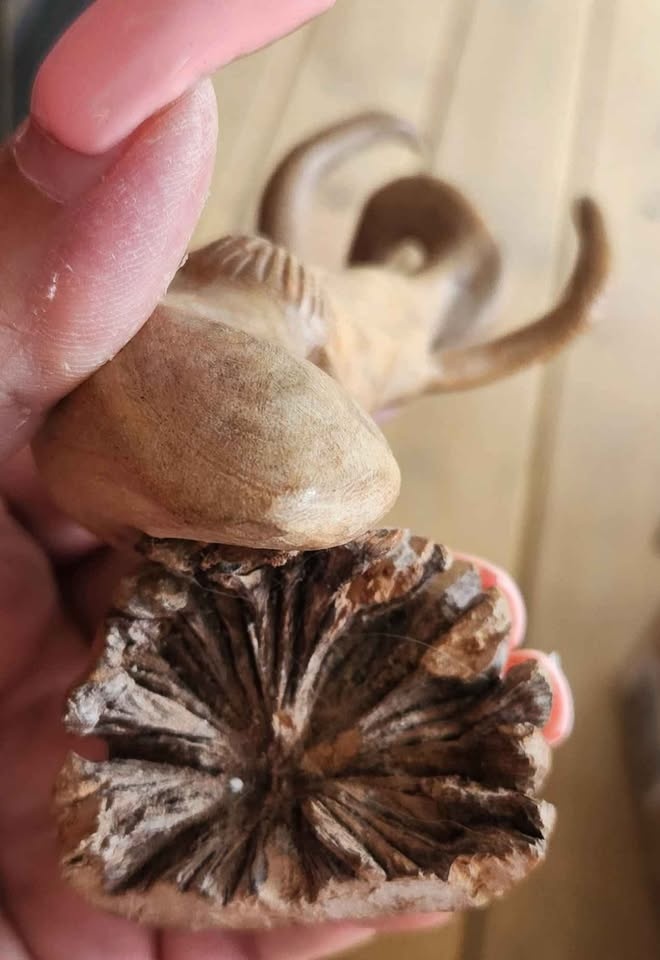 Handmade Driftwood carvings - photo 2