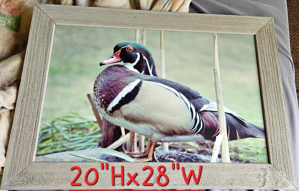 mallard/wood duck frames
