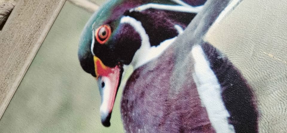 mallard/wood duck frames - photo 2