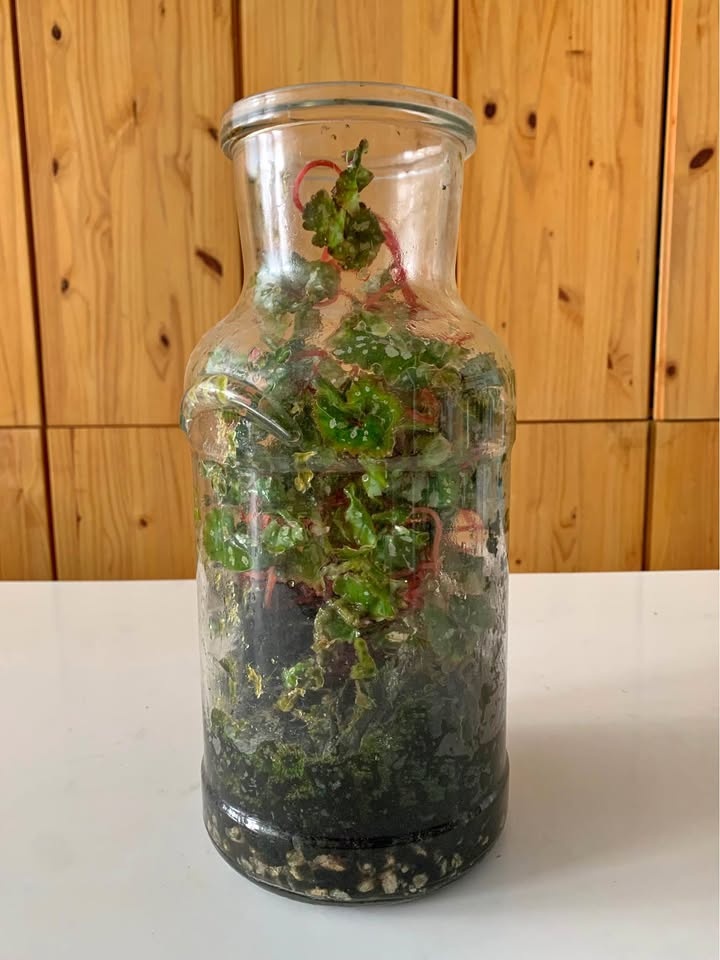 Plant for sale Live terrarium in glass