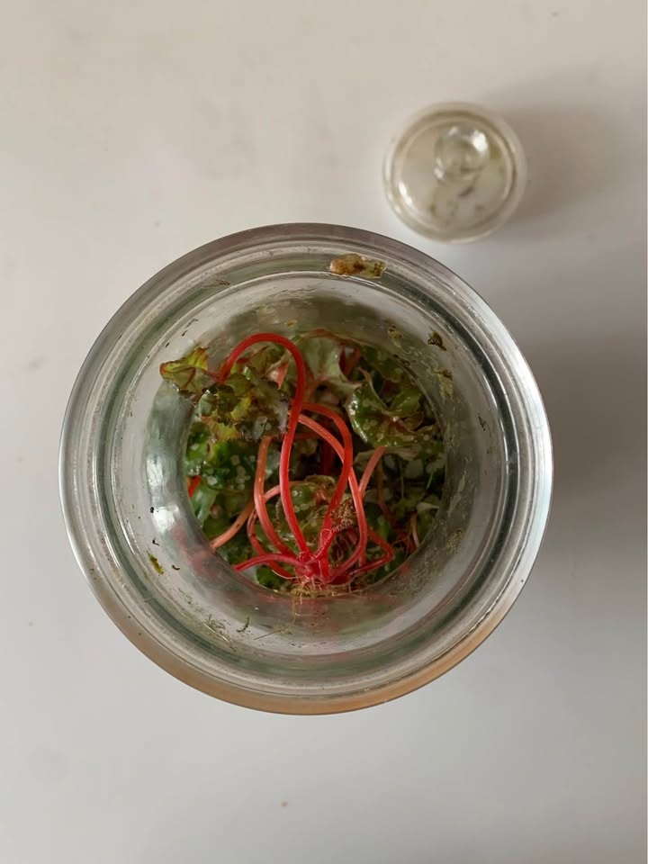 Plant for sale Live terrarium in glass - photo 2