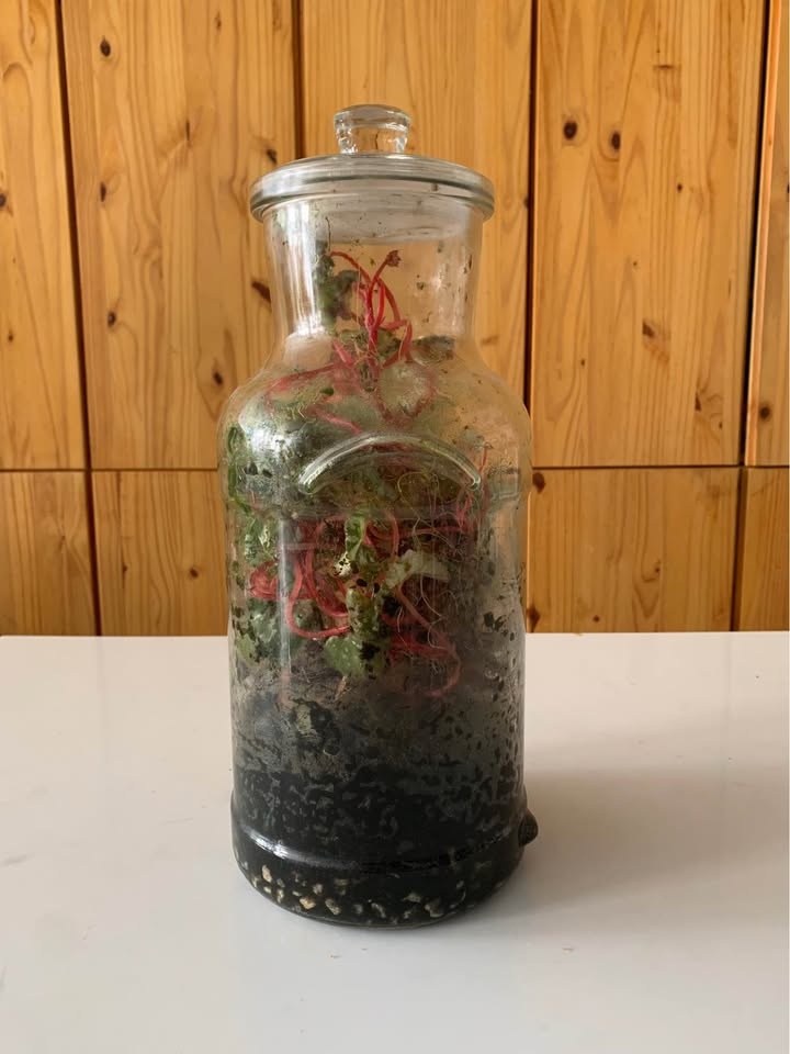 Plant for sale Live terrarium in glass - photo 3