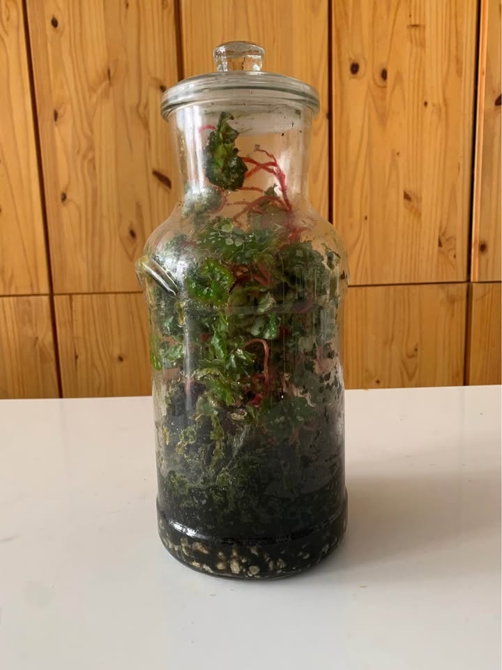 Plant for sale Live terrarium in glass - photo 4