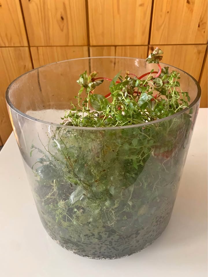 Plant for sale Live terrarium in glass and acrylic cover