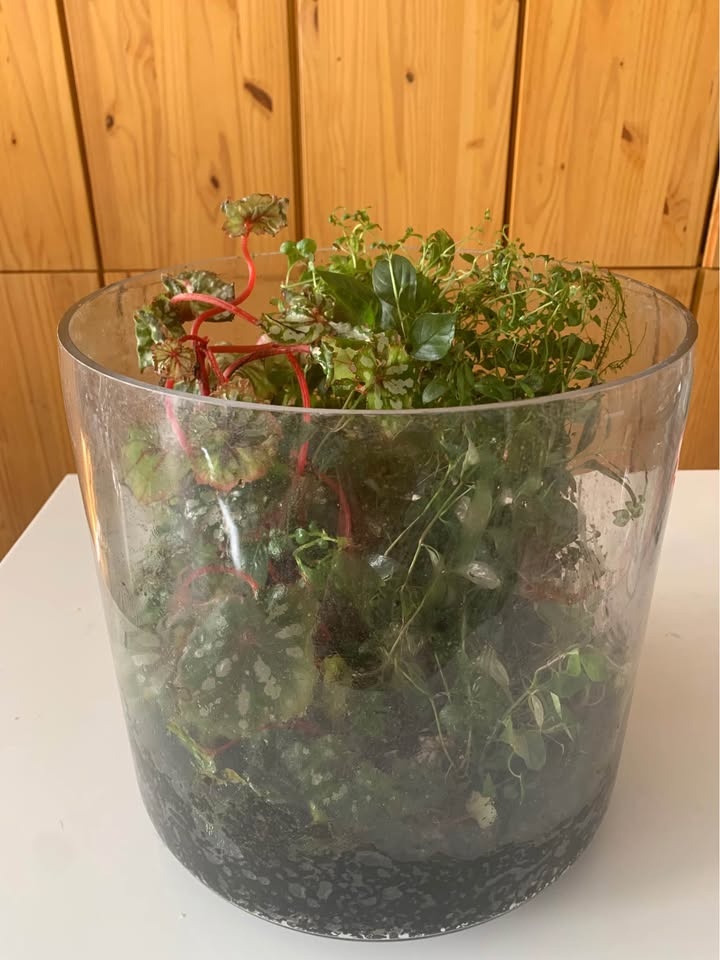 Plant for sale Live terrarium in glass and acrylic cover - photo 2