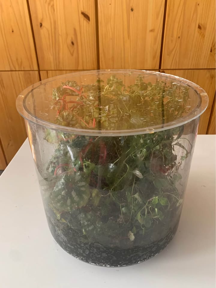 Plant for sale Live terrarium in glass and acrylic cover - photo 4