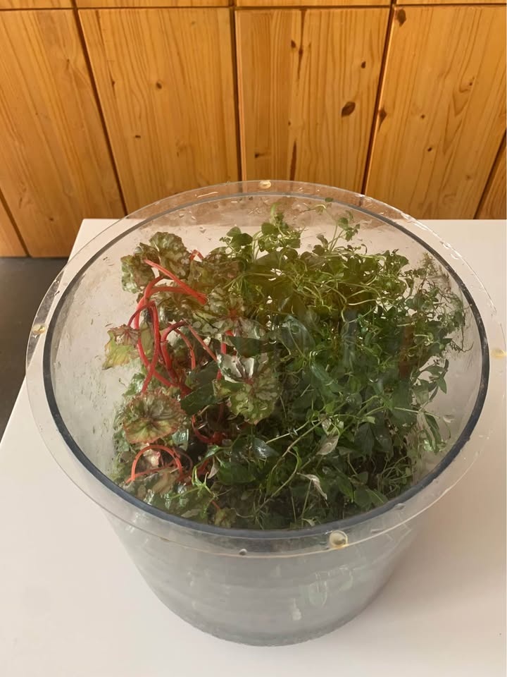 Plant for sale Live terrarium in glass and acrylic cover - photo 5