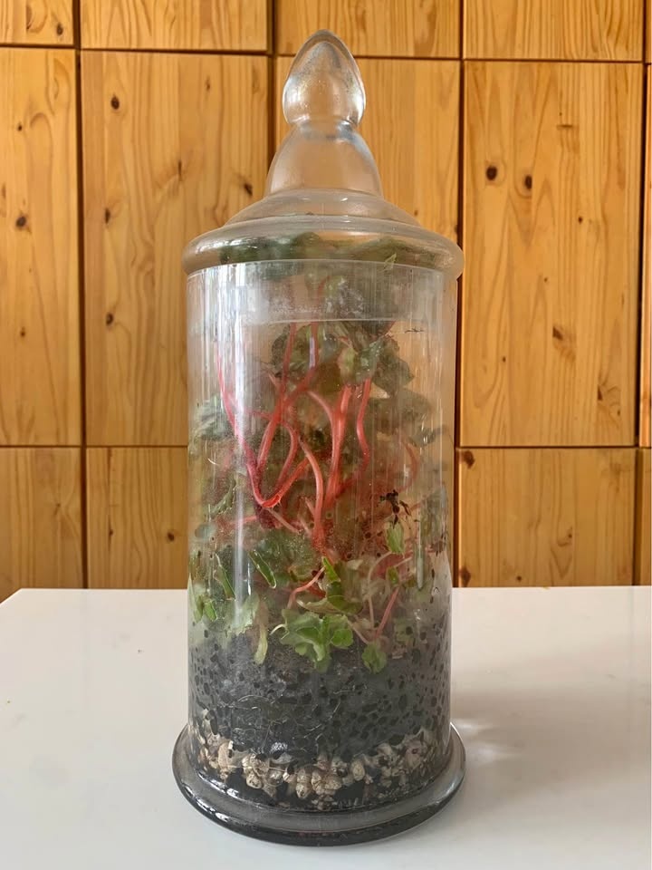 Plant for sale Live terrarium in glass