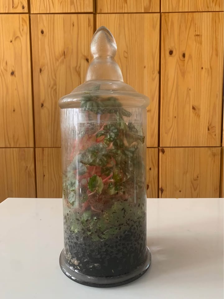 Plant for sale Live terrarium in glass - photo 2