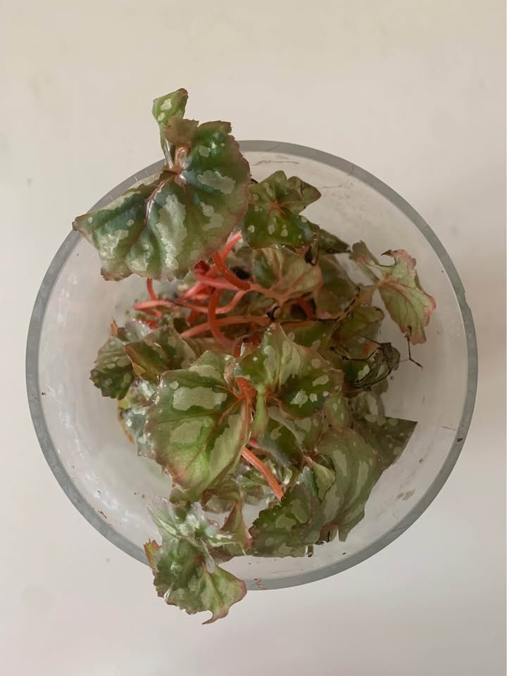 Plant for sale Live terrarium in glass - photo 3