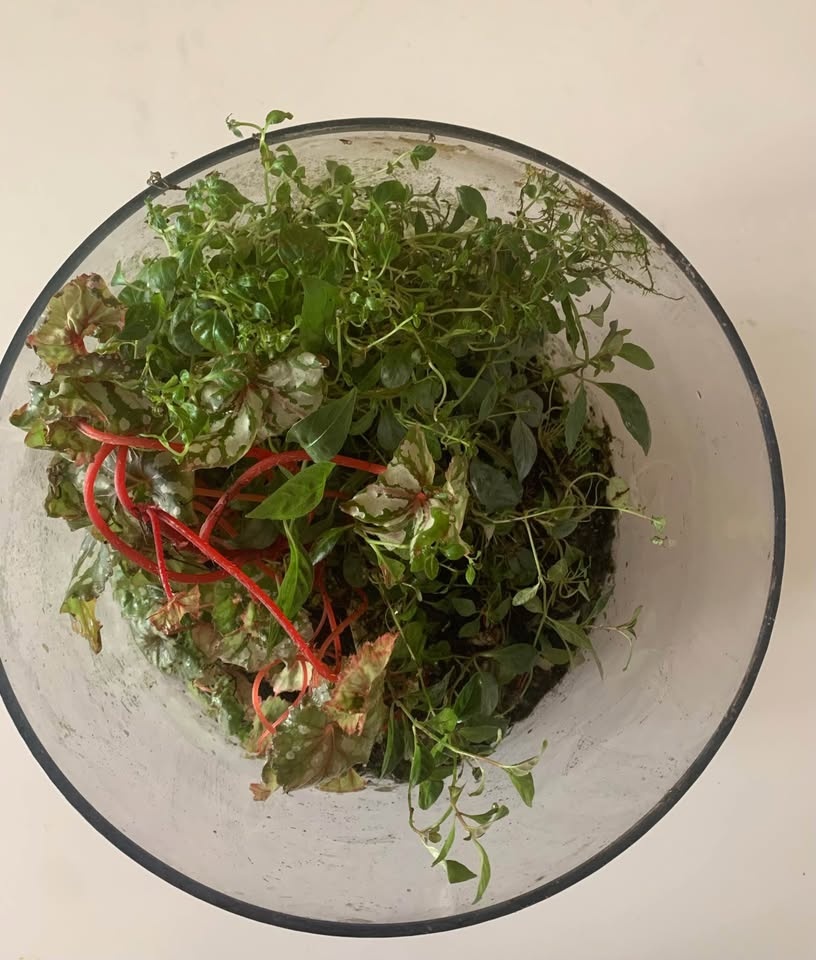 Plant for sale Live terrarium in glass - photo 4