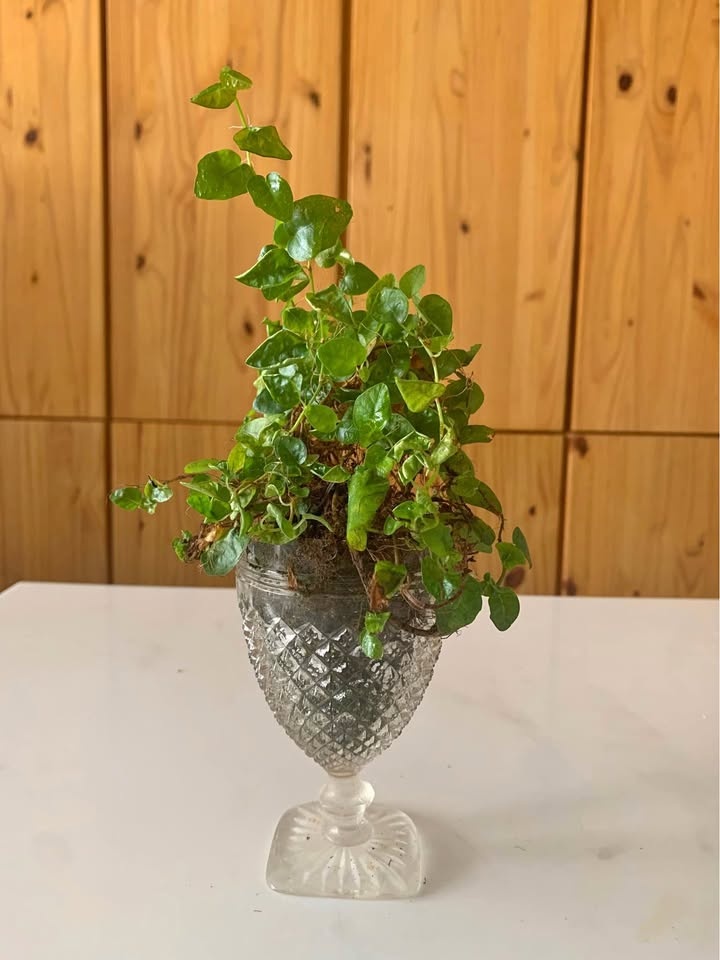 Plant for sale Live terrarium in glass