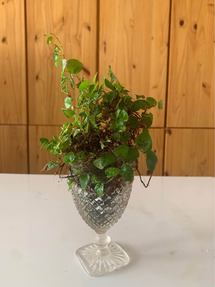 Plant for sale Live terrarium in glass - photo 2