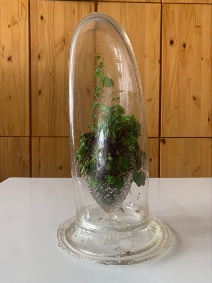 Plant for sale Live terrarium in glass - photo 3