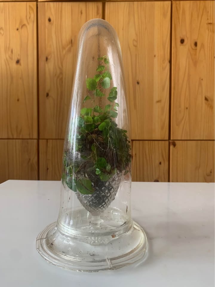Plant for sale Live terrarium in glass - photo 4