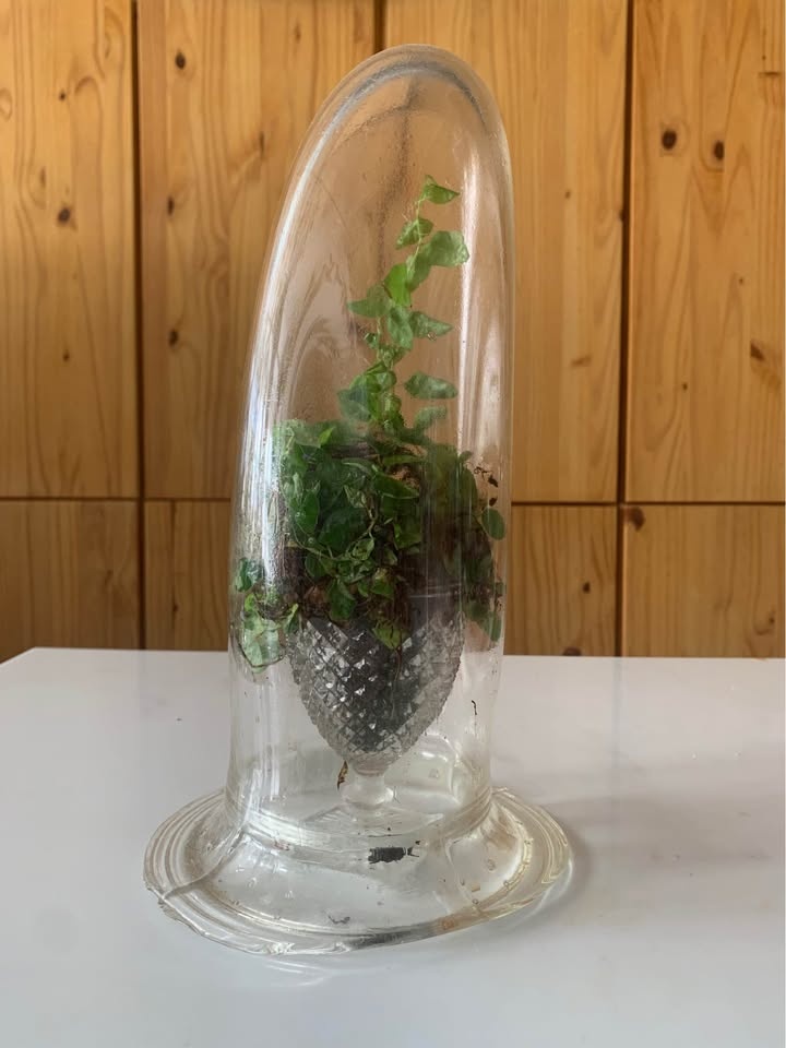 Plant for sale Live terrarium in glass - photo 5