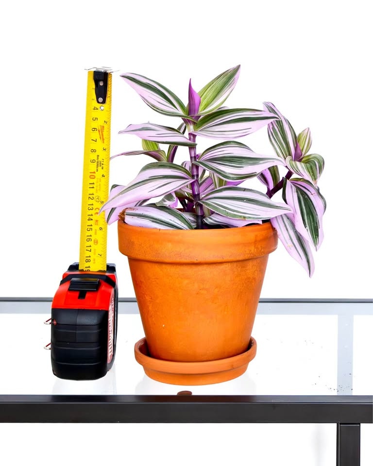 Tradescantia Nanouk in a terracotta pot