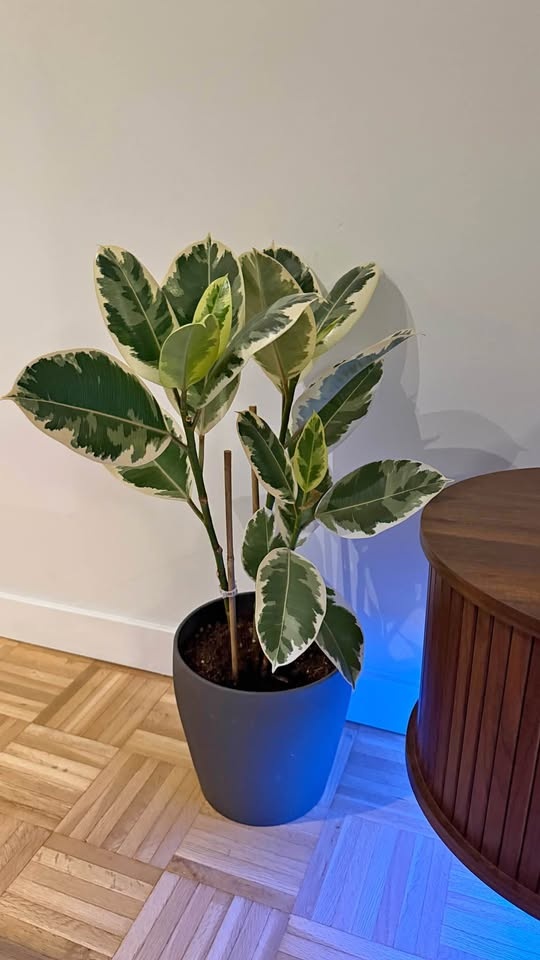 Variegated Rubber Plant