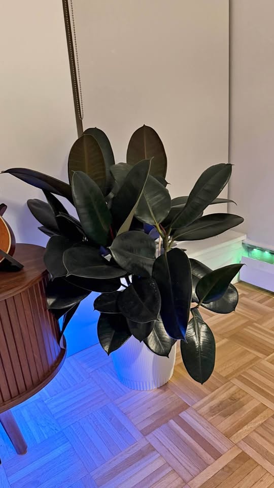 Rubber Plant