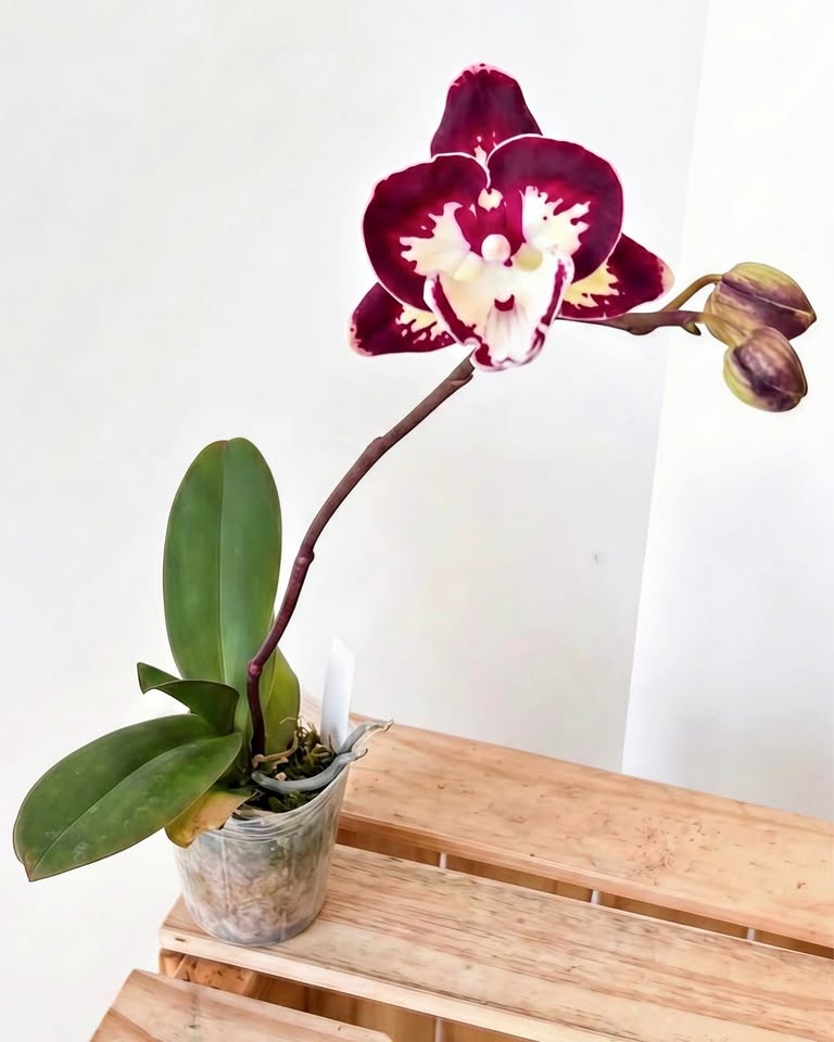 Orchid Phalaenopsis Champion Daruma - Blooming Size