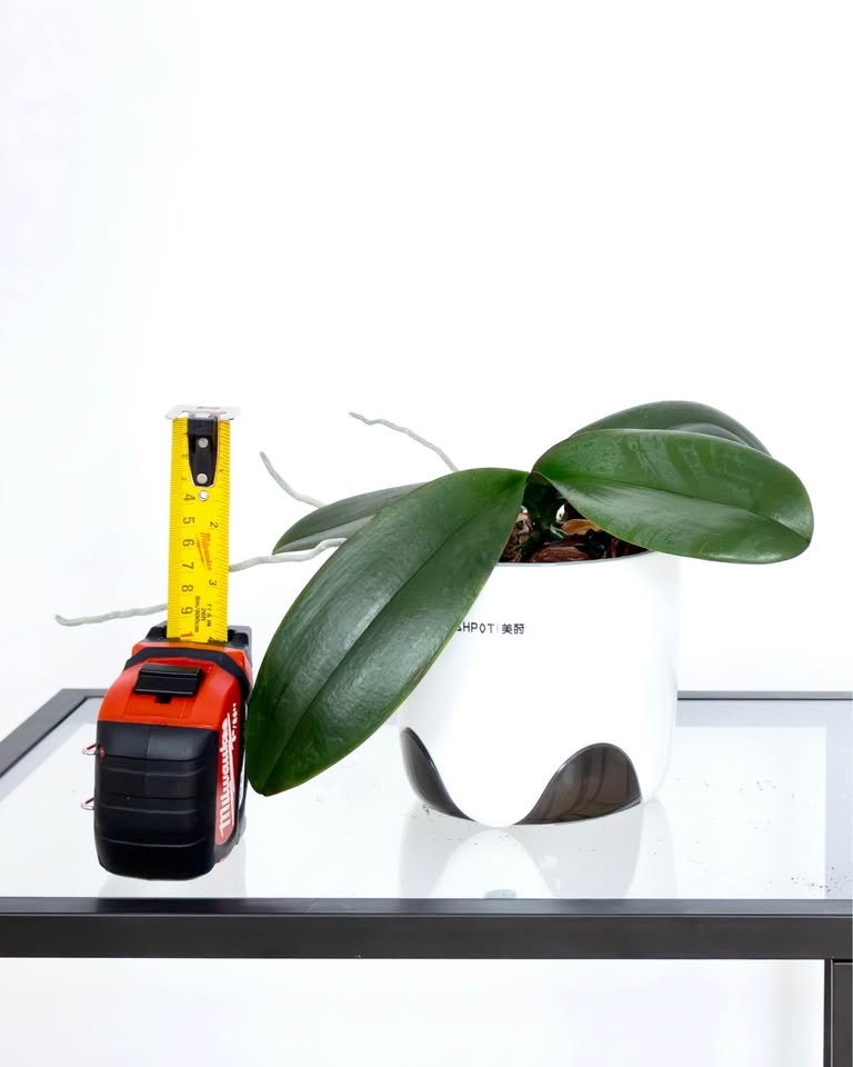 Orchid Phalaenopsis Champion Daruma - Blooming Size - photo 2