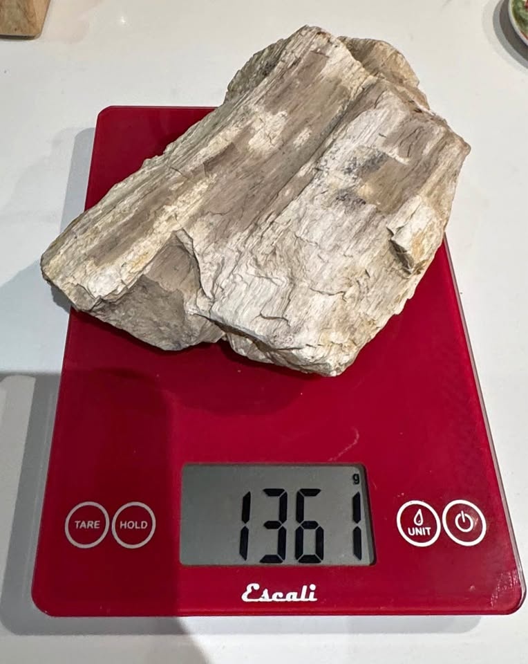 Petrified Wood Fossil Specimen – Large Natural Display Piece