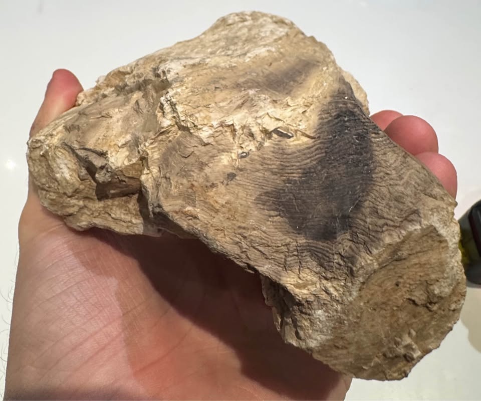 Petrified Wood Fossil Specimen – Large Natural Display Piece - photo 2