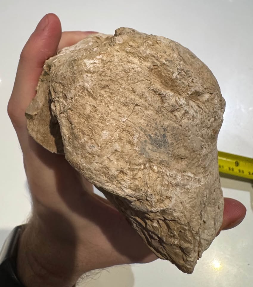 Petrified Wood Fossil Specimen – Large Natural Display Piece - photo 3