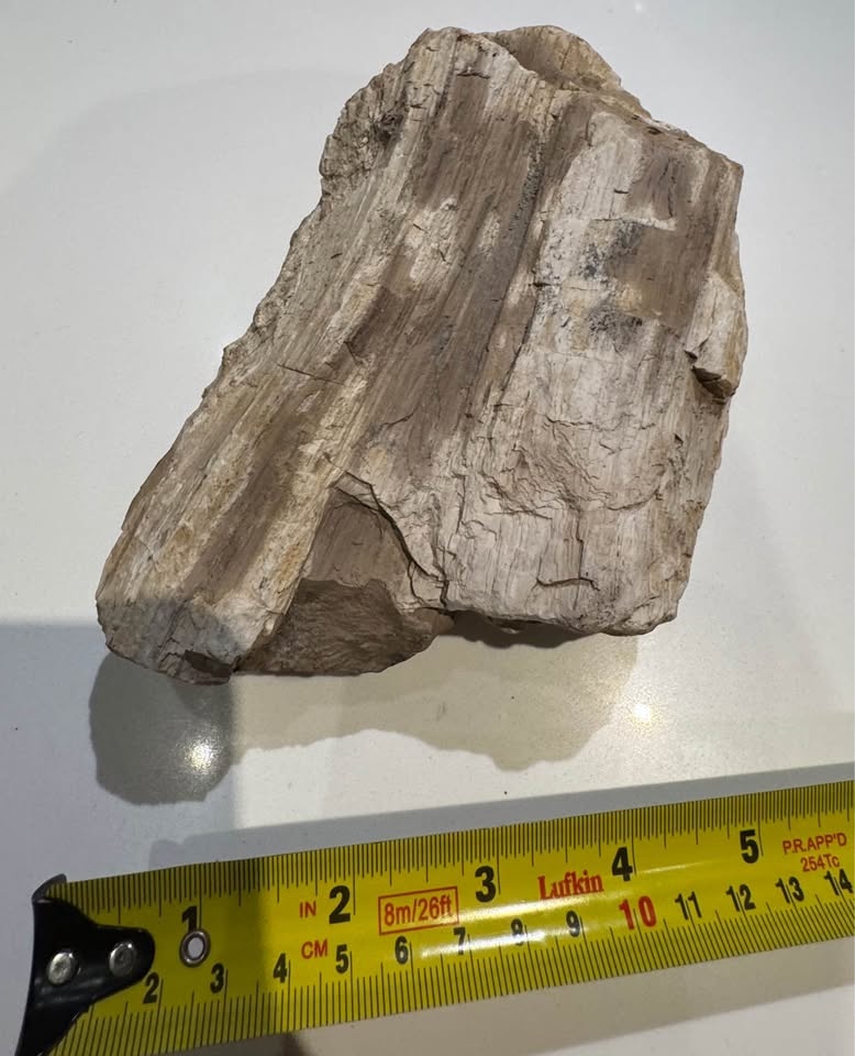 Petrified Wood Fossil Specimen – Large Natural Display Piece - photo 4