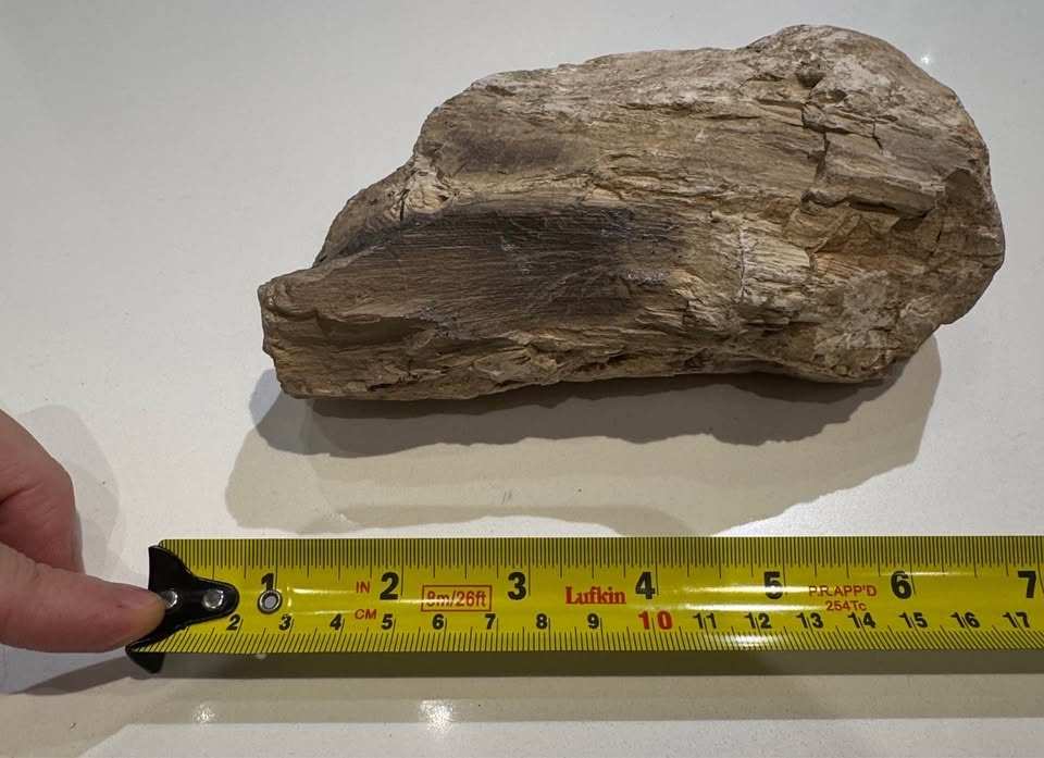 Petrified Wood Fossil Specimen – Large Natural Display Piece - photo 5