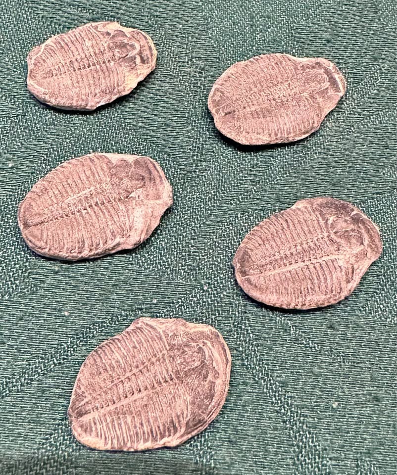 Set of 3 Small Trilobite Fossils – Excellent Detail