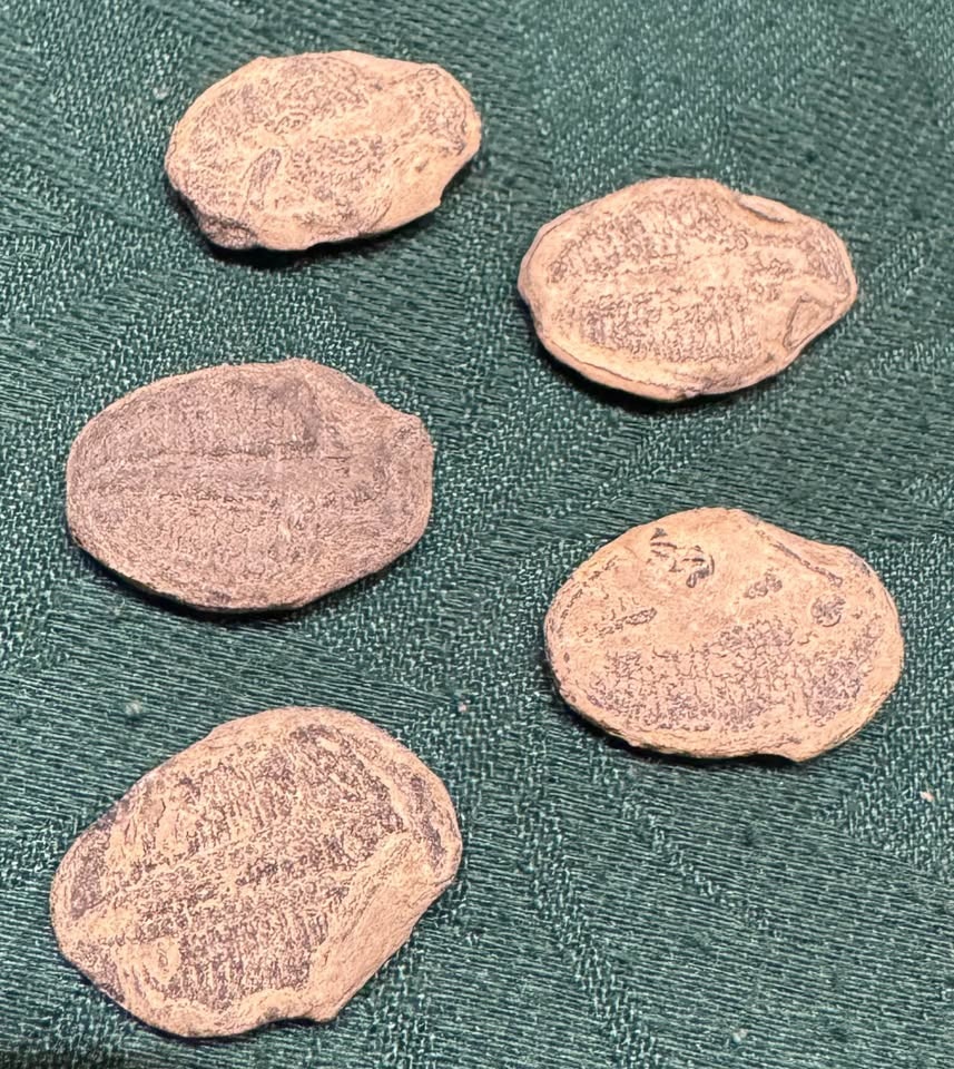 Set of 3 Small Trilobite Fossils – Excellent Detail - photo 2