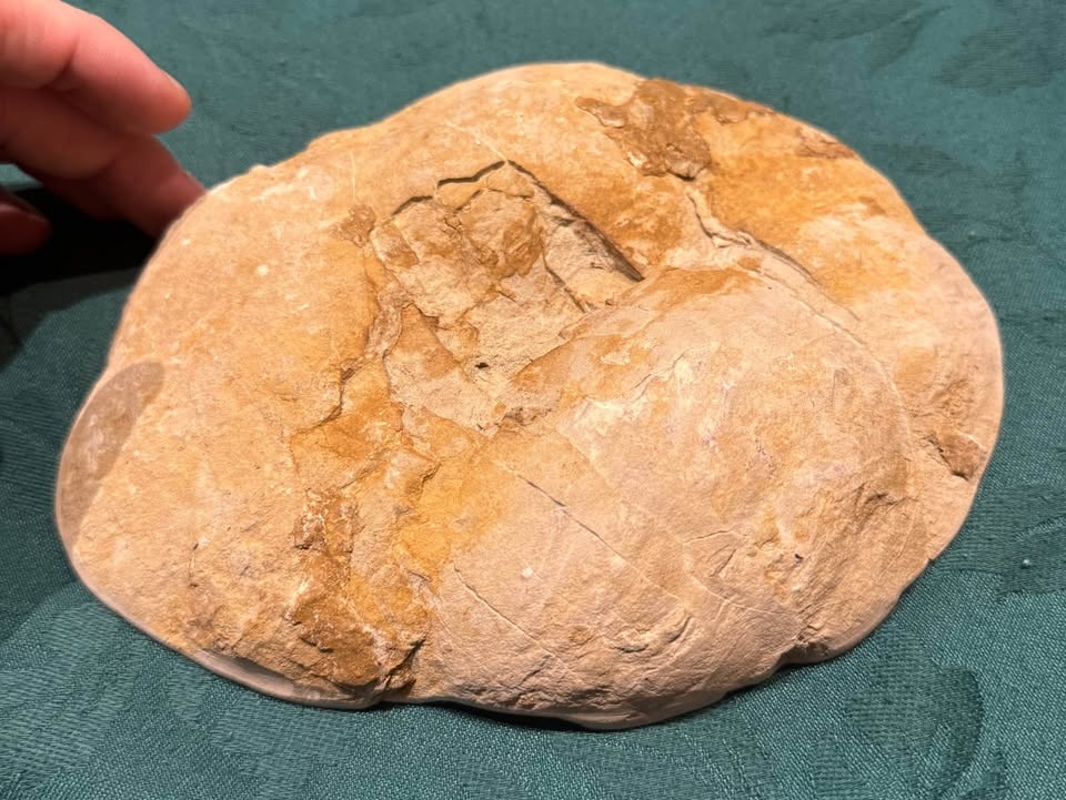 Polished Septarian Nodule Slice - photo 3