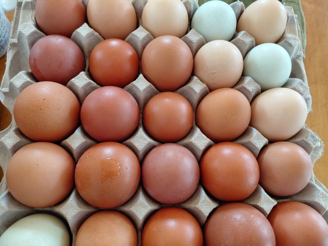 Free range farm fresh eggs
