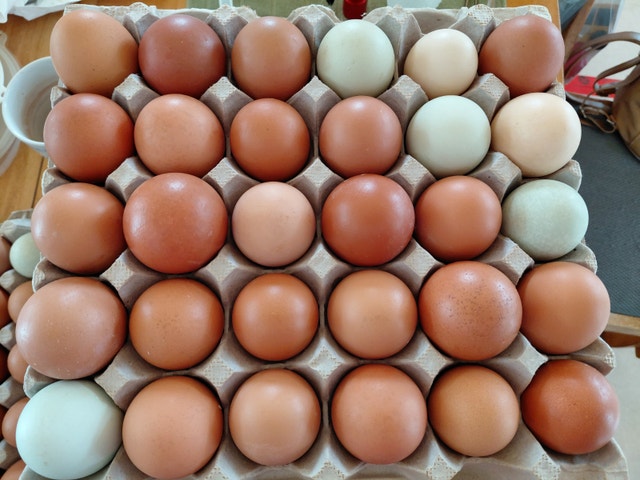 Free range farm fresh eggs - photo 3