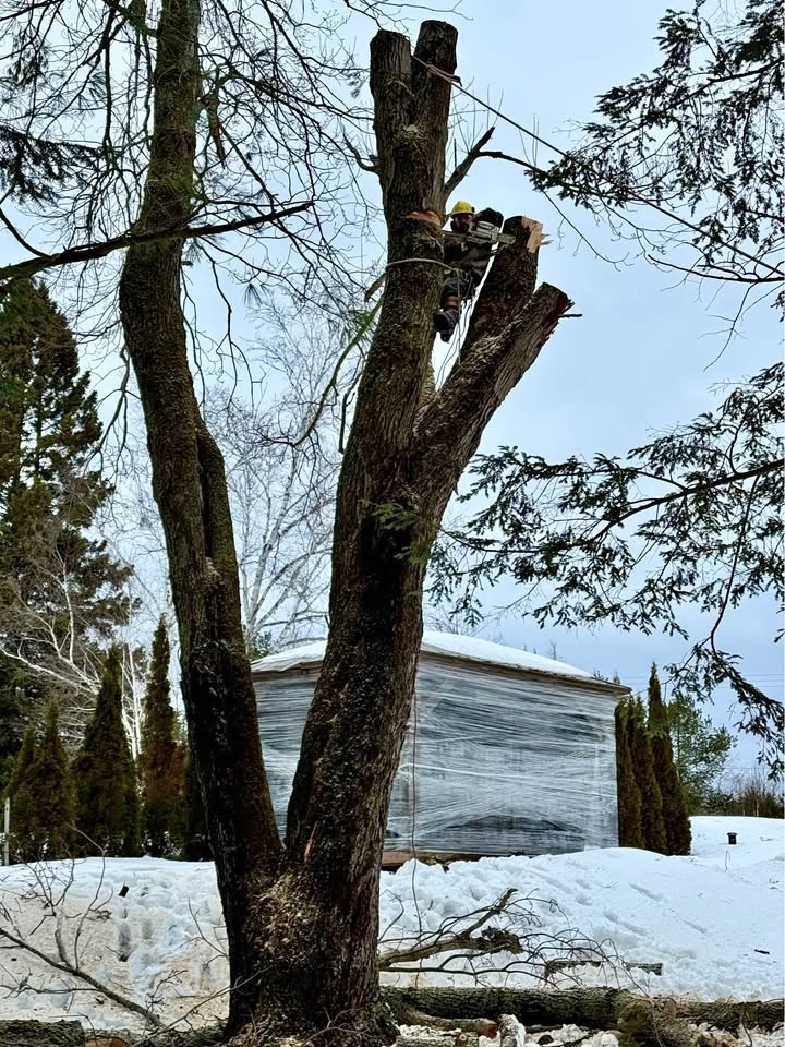 Tree cutting tools