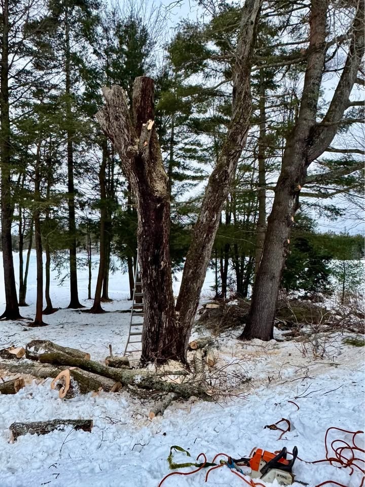 Tree cutting tools - photo 4