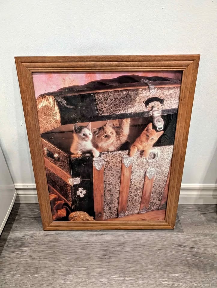 Cats in a Box Picture
