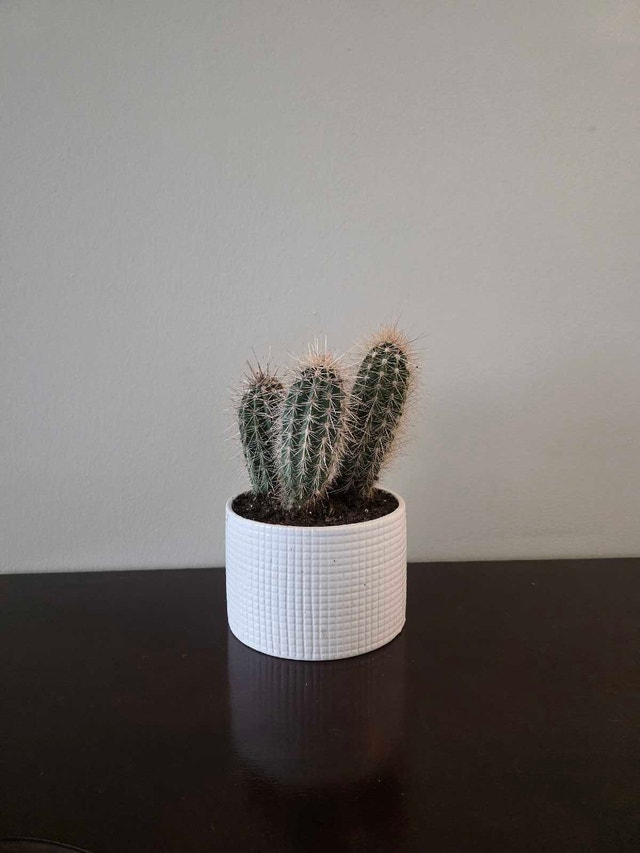 Real "Barrel Cactus" in Ceramic Pot