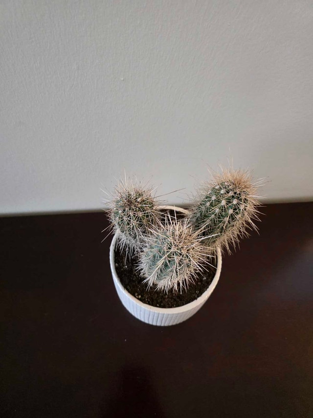 Real "Barrel Cactus" in Ceramic Pot - photo 2