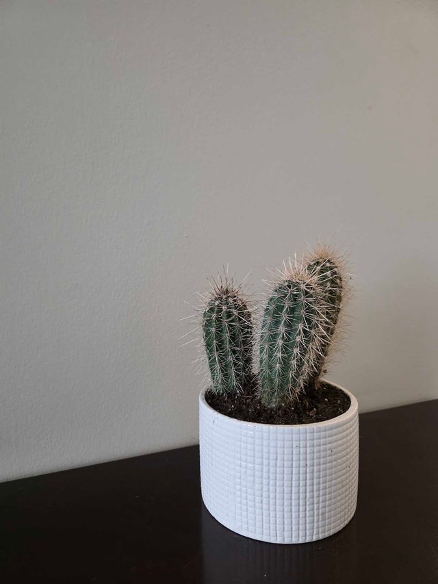 Real "Barrel Cactus" in Ceramic Pot - photo 3