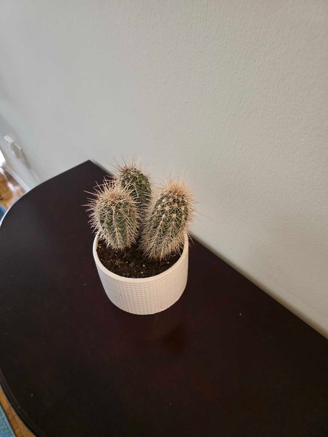 Real "Barrel Cactus" in Ceramic Pot - photo 4
