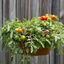 Tumbling Tom Red tomato seeds