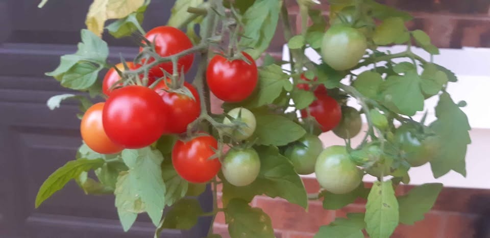 Tumbling Tom Red tomato seeds - photo 2