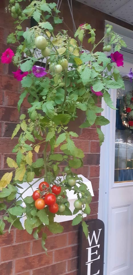Tumbling Tom Red tomato seeds - photo 3